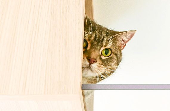 Sadece Kedisiyle Birlikte Yaşamak İsteyenler İçin Tasarlanmış Daireler