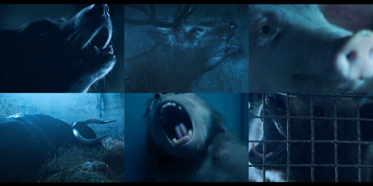 Hayvan İstismarına Karşı Etkileyici Bir Kampanya